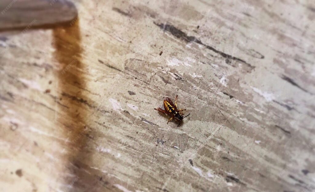 Termite inspections